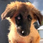 SG Pup 1